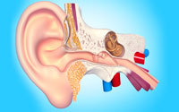 graphic of vestibular system